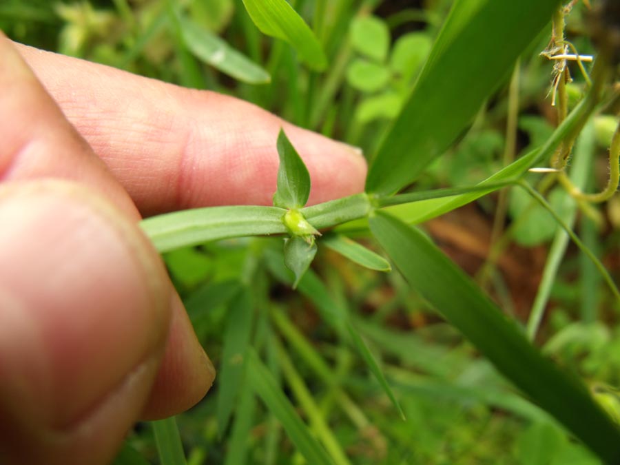 Lathyrus cicera / Cicerchia cicerchiella